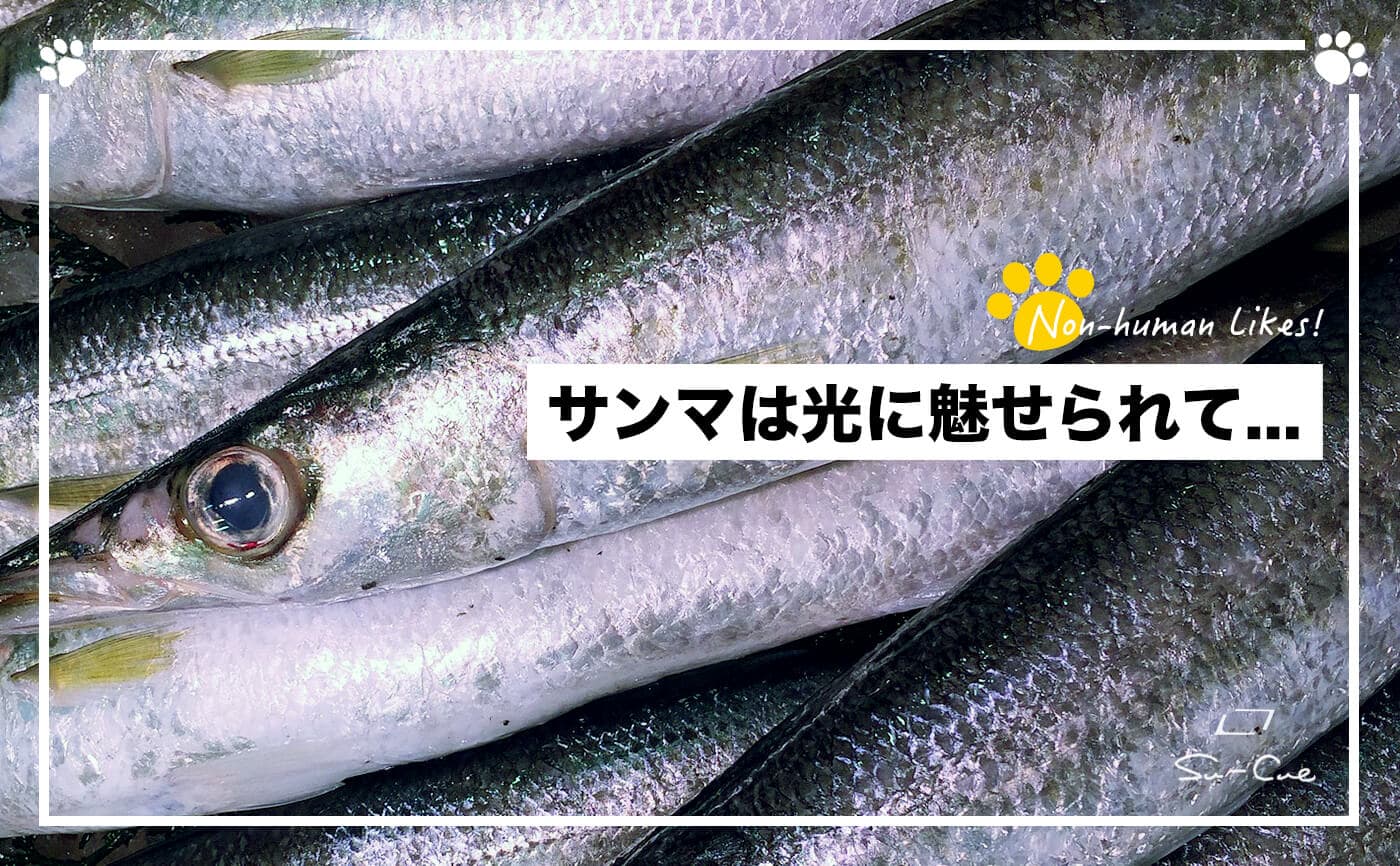 サンマは光に魅せられて…|Non-human Likes!
